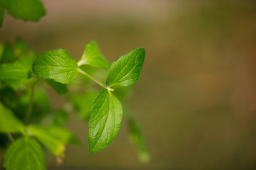 lovage plant isolated on natural background