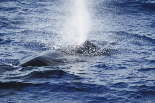 Sei Whale Blowing At The Surface