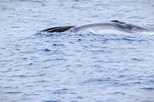 Sei Whale Feeding