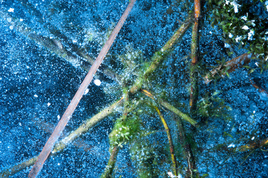 Close-up of the green and brown stems