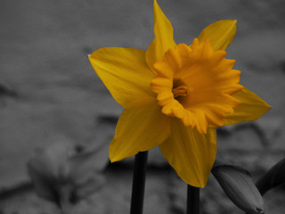 narcissus incandescent bulb