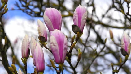 Magnolienbaum mit rosa Blüten vor blauem Himmel