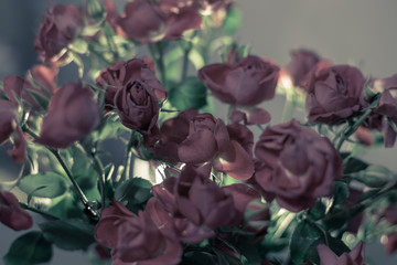 bouquet of dark roses of red color, blurred background, concept of mourning and sadness