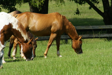 Naklejka na ściany i meble Horses grazing in a meadow