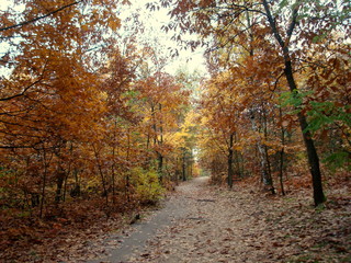 Fototapeta premium autumn in the forrest