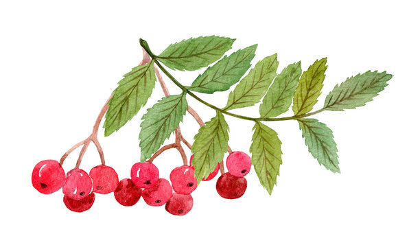 watercolor hand drawn rowan branch with red berries and leaves isolated on white background
