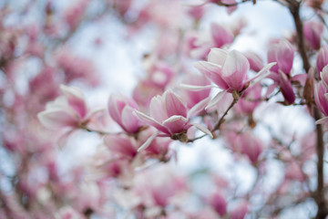 pink blooming magnolia