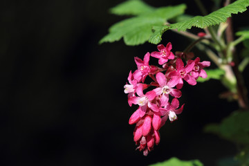 Ribes sanguineum. Pink flowers on a black background