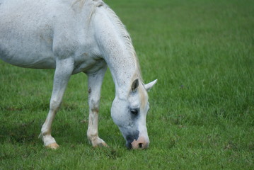 White horses in a meadow grazing