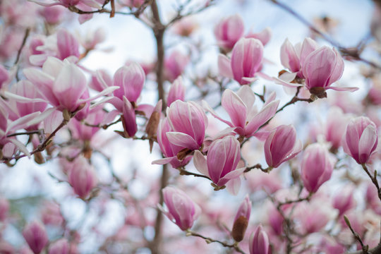 pink blooming magnolia