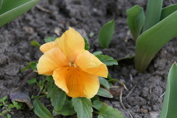 orange and yellow flower