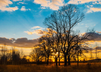 Fototapeta premium stare dęby na tle zachodzącego słońca