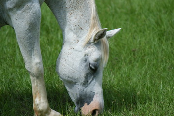 White horses in a meadow grazing