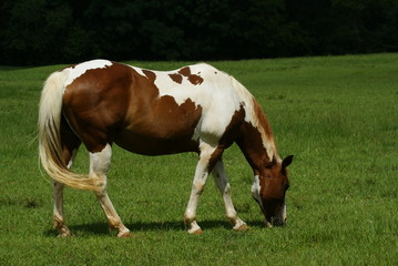Naklejka na ściany i meble Pinto and brown and white horses