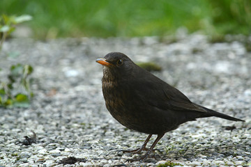 Amsel