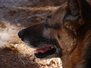 portrait of dog