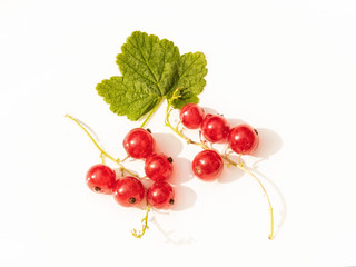 Red Currant 2