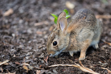 The Baby Rabbit Feeding Herbs
