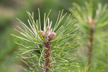 young cones on a pine tree