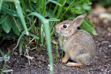 The Baby Rabbit Feeding with Herbs