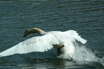 wundersch&ouml;ner Schwan, im Flug