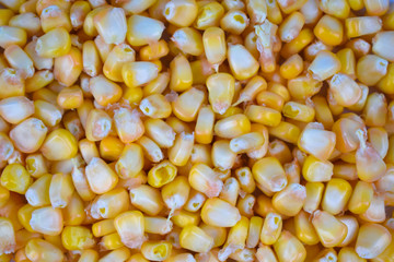Lot of fresh and delicious yellow sweet corn seed gathered together in a bunch