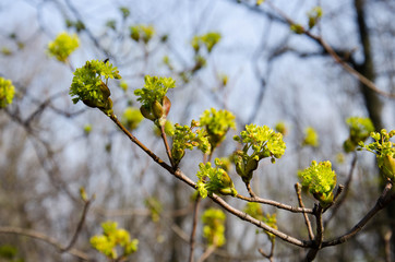 Young spring green branch in the forest