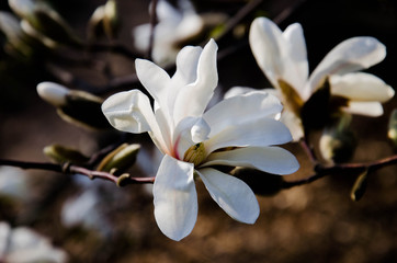 Spring white magnolia in city park