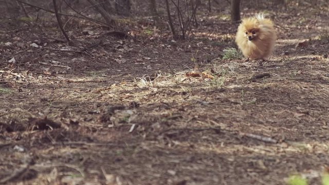 Running dog. little Pomeranian dog runs to the host. Slow motion 120fps