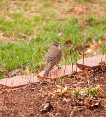 American Robin