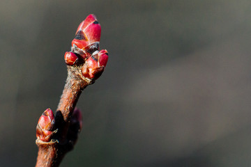 Branches of a tree with green buds and the kidneys on the trees swell with the advent of spring, the sun and the beautiful sky, warm air and joy.
