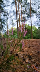 shrub with beautiful pink flowers of the forest