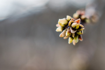 Branches of a tree with green buds and the kidneys on the trees swell with the advent of spring, the sun and the beautiful sky, warm air and joy.