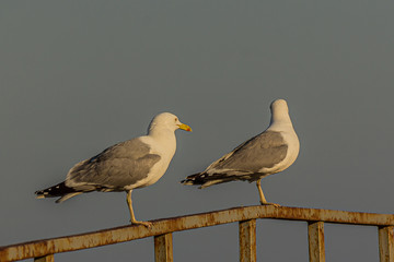 The Caspian gull (Larus cachinnans) is a large gull and a member of the herring and lesser black-backed gull complex.