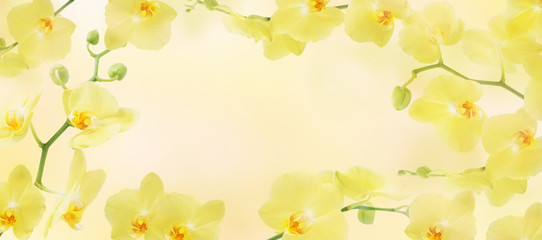 frame from yellow orchids flowers