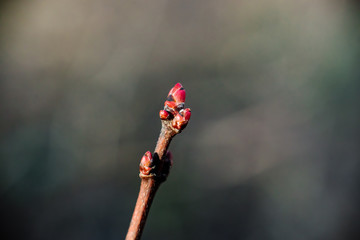 Branches of a tree with green buds and the kidneys on the trees swell with the advent of spring, the sun and the beautiful sky, warm air and joy.