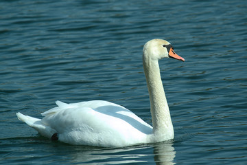 Obraz premium wunderschöner Schwan, im Flug