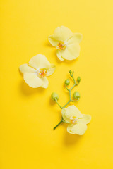 Fototapeta na wymiar orchids flowers on yellow paper background