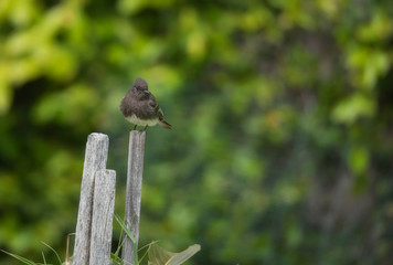 Black Phoebe bird perched on a stick 