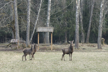 deer family in a national reserve are walking in the field across the forest
