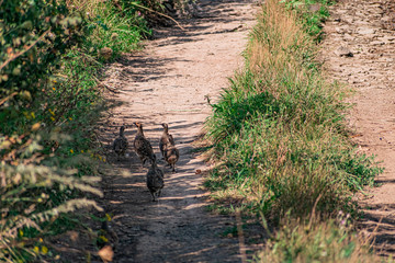 A small group of a few partridges runs right along a sandy path among green vegetation and dry grass. The bird's shy family moves in free conditions