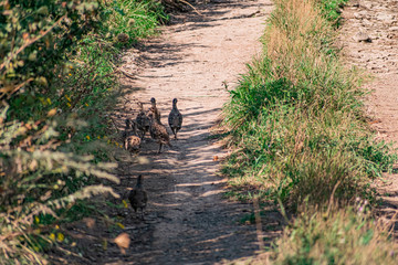 A small group of a few partridges runs right along a sandy path among green vegetation and dry grass. The bird's shy family moves in free conditions