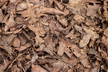 Fallen foliage. Brown foliage background.