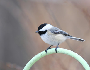 close up on black capped chickadee bird