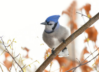 blue jay standing on the tree branch