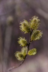 Yellow willow flowers on the branch in spring forest