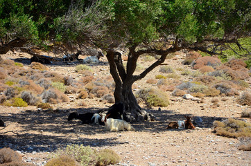 Crete's goats