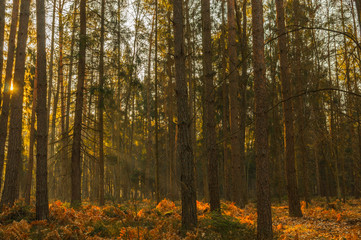 piękno lasu o poranku © Konrad