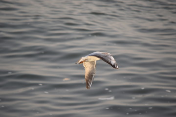 Close up view of Egret flying over the sea to catch fish