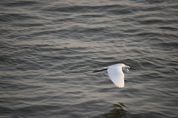 Close up view of Egret flying over the sea to catch fish